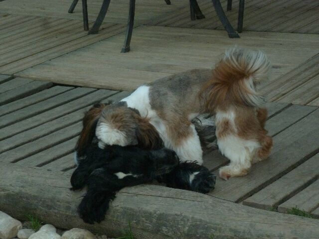 Publication : des brumes d'aurore Auteur : Laurence HUIBAN