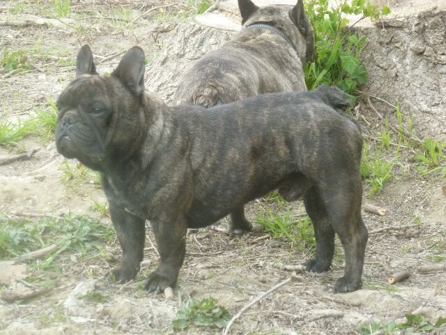 Publication : des brumes d'aurore Auteur : Laurence HUIBAN