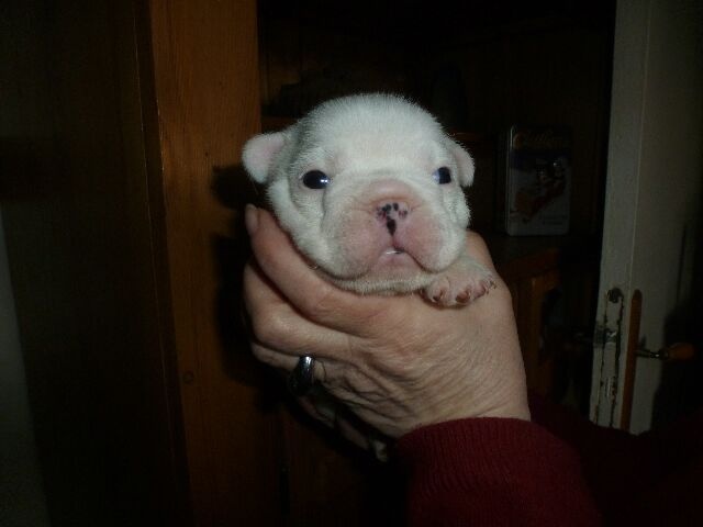 Publication : des brumes d'aurore Auteur : Laurence Huiban