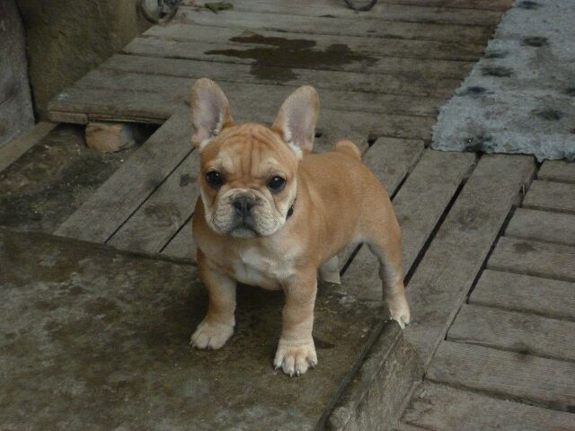 Publication : des brumes d'aurore Auteur : Laurence HUIBAN Oriane a 2 mois