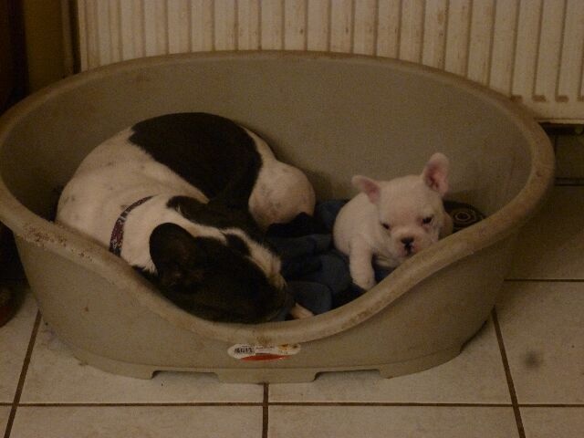 Publication : des brumes d'aurore Auteur : Laurence Huiban