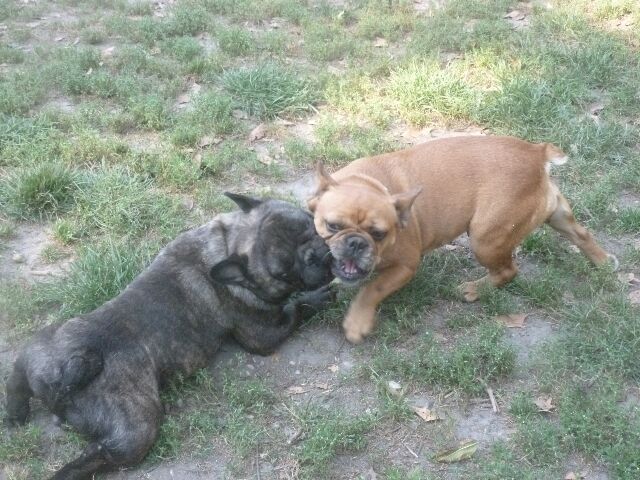 Publication : des brumes d'aurore Auteur : Laurence HUIBAN