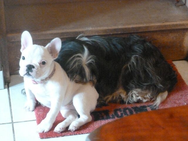 Publication : des brumes d'aurore Auteur : Laurence Huiban