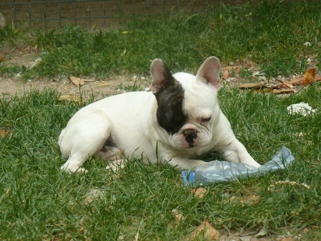 Publication : des brumes d'aurore Auteur : Laurence HUIBAN