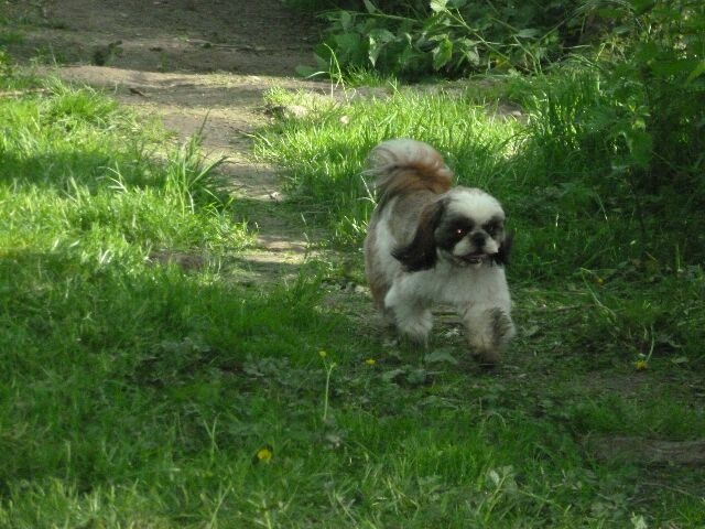 Publication : des brumes d'aurore Auteur : Laurence HUIBAN