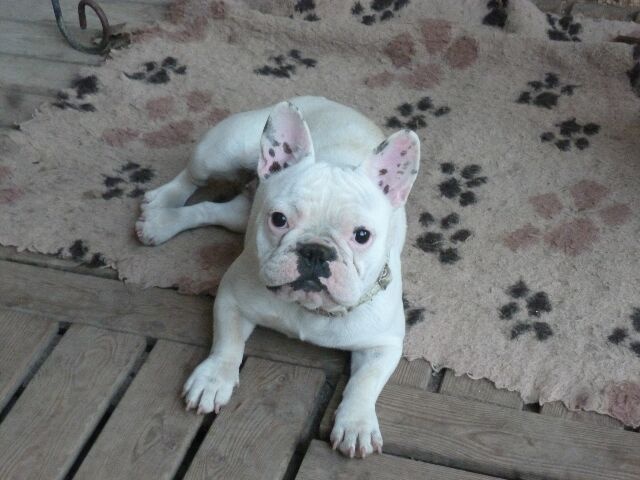 Publication : des brumes d'aurore Auteur : Laurence Huiban