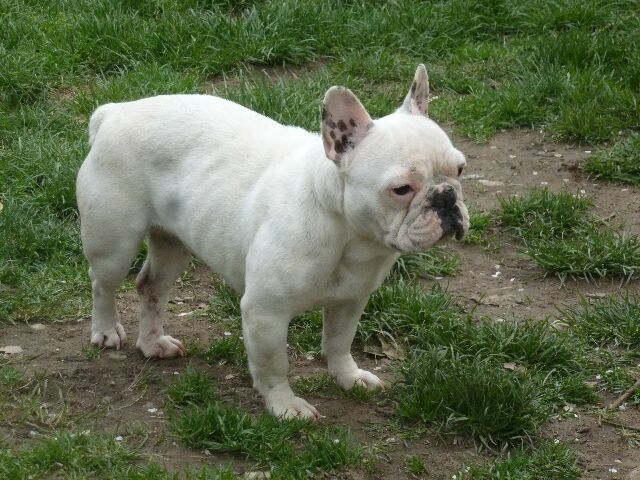 Publication : des brumes d'aurore Auteur : Laurence Huiban