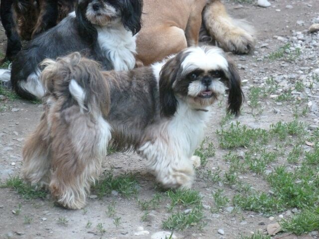 Publication : des brumes d'aurore Auteur : Laurence HUIBAN