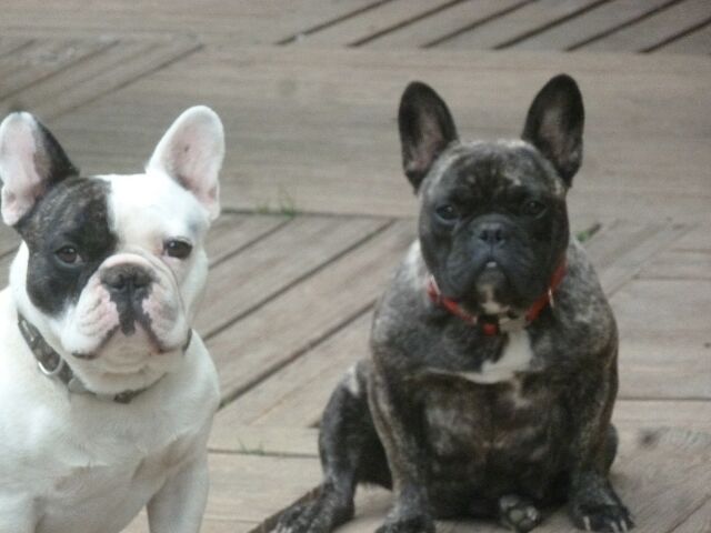 Publication : des brumes d'aurore Auteur : Laurence HUIBAN