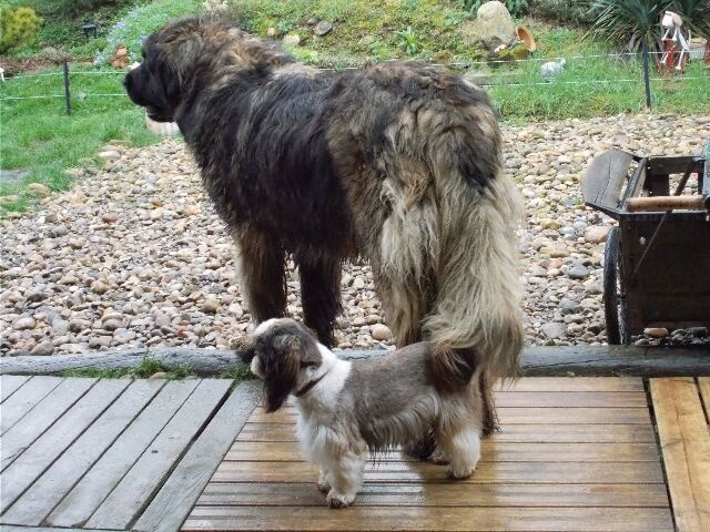 Publication : des brumes d'aurore Auteur : Laurence HUIBAN