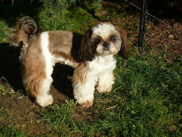 Publication : des brumes d'aurore Auteur : Laurence HUIBAN