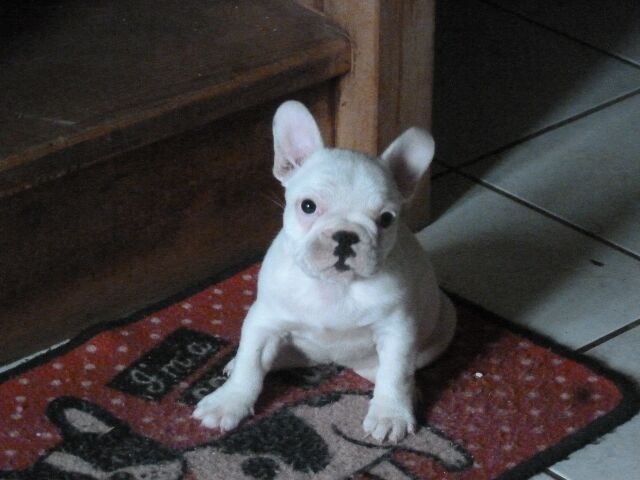 Publication : des brumes d'aurore Auteur : Laurence Huiban