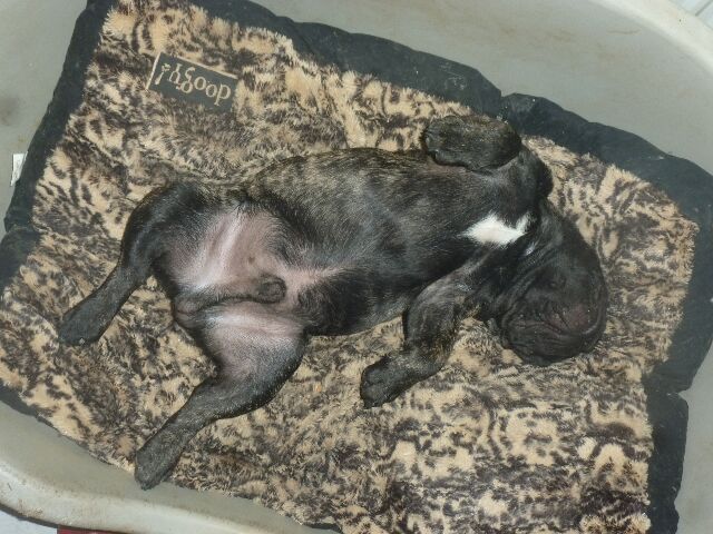 Publication : des brumes d'aurore Auteur : Laurence HUIBAN