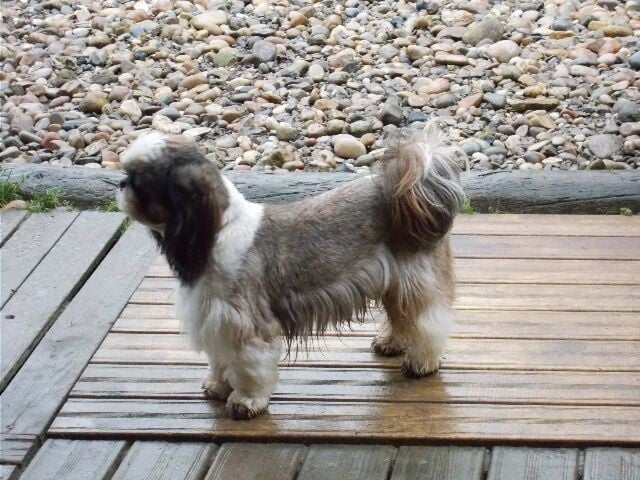 Publication : des brumes d'aurore Auteur : Laurence HUIBAN