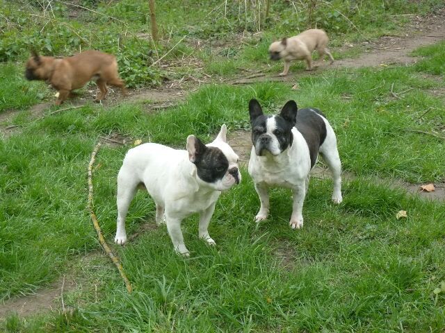 Publication : des brumes d'aurore Auteur : Laurence HUIBAN