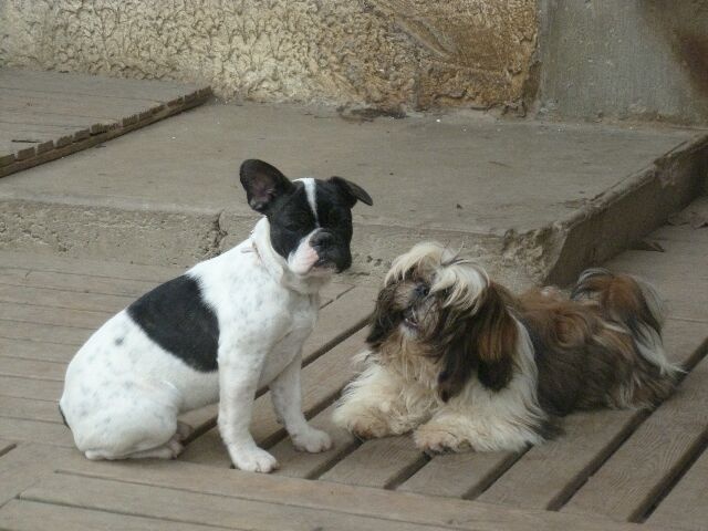 Publication : des brumes d'aurore Auteur : Laurence HUIBAN