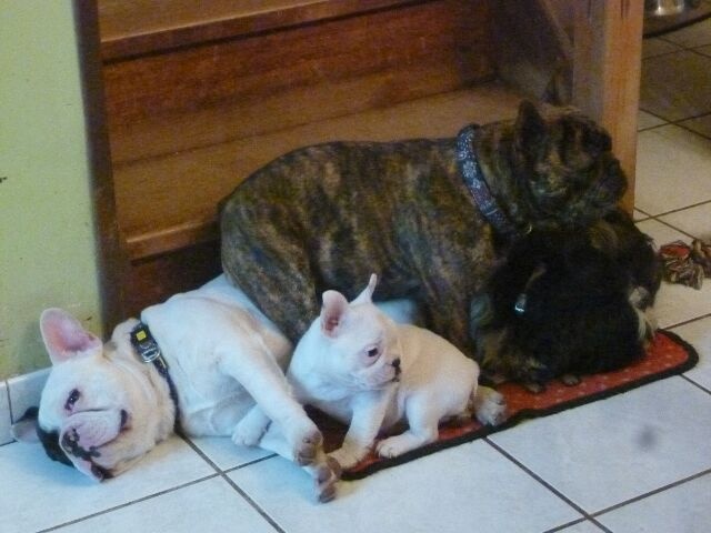 Publication : des brumes d'aurore Auteur : Laurence Huiban