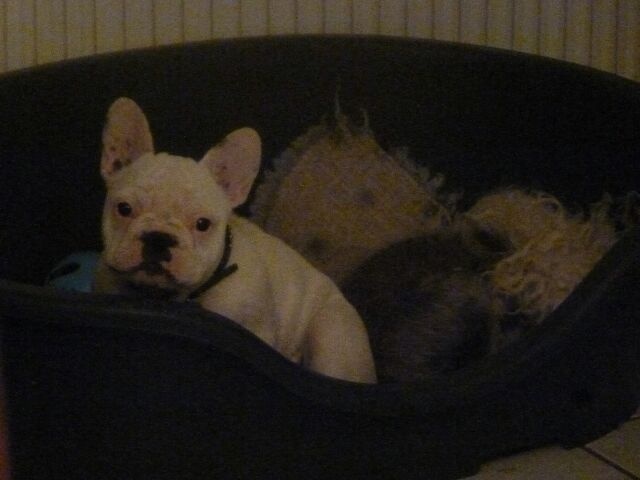 Publication : des brumes d'aurore Auteur : Laurence Huiban