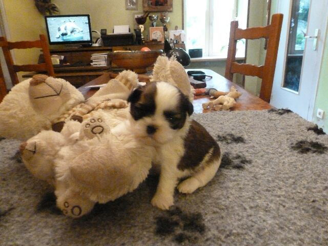 Publication : des brumes d'aurore Auteur : Laurence HUIBAN