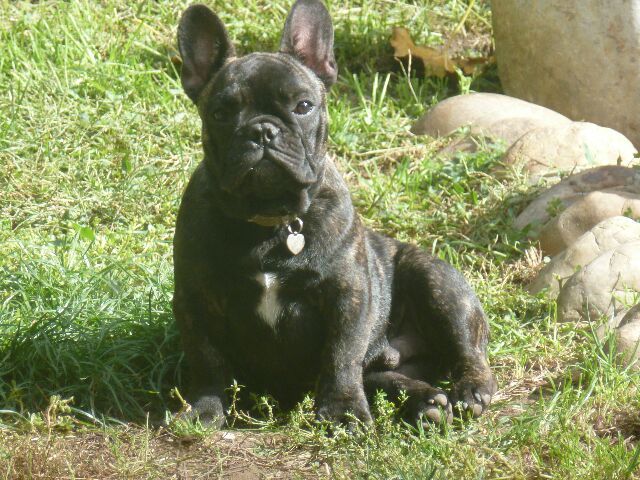 Publication : des brumes d'aurore Auteur : Laurence HUIBAN