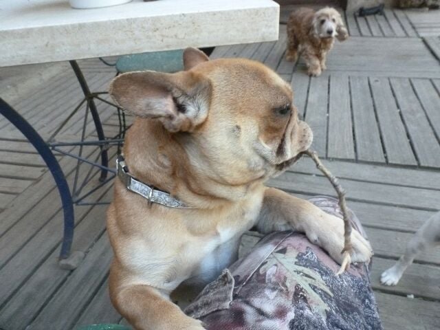 Publication : des brumes d'aurore Auteur : Laurence HUIBAN Oriane a 2 mois