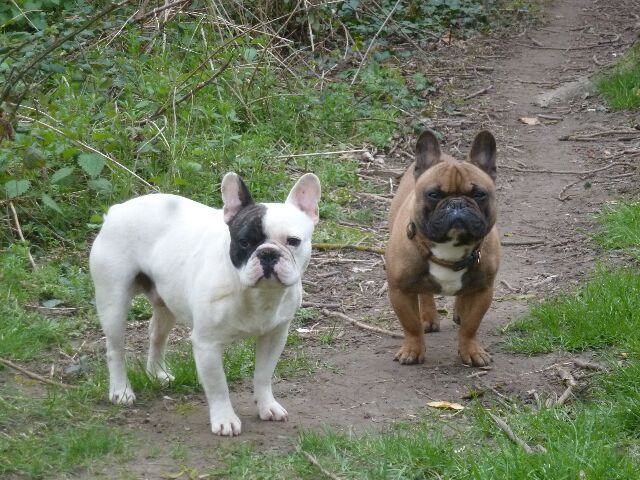 Publication : des brumes d'aurore Auteur : Laurence HUIBAN