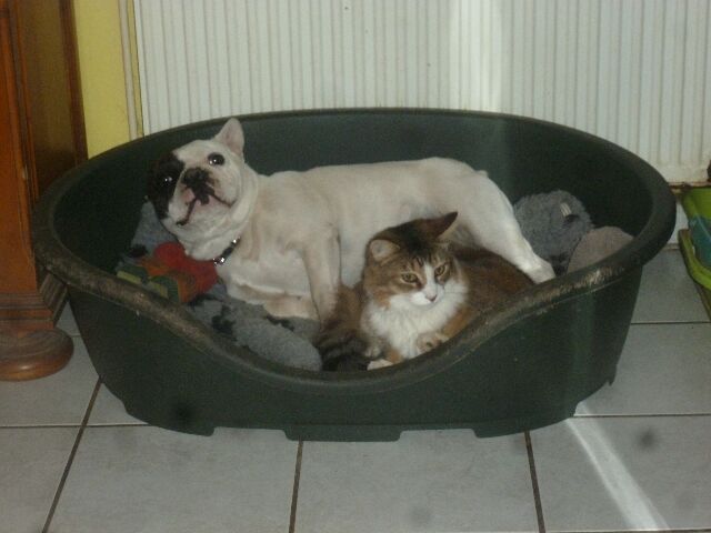 Publication : des brumes d'aurore Auteur : Laurence HUIBAN