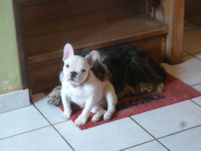 Publication : des brumes d'aurore Auteur : Laurence Huiban