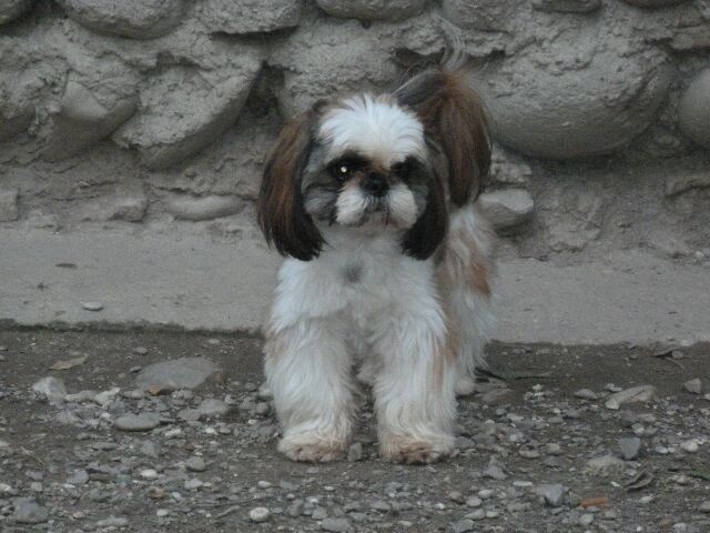 Publication : des brumes d'aurore Auteur : Laurence HUIBAN