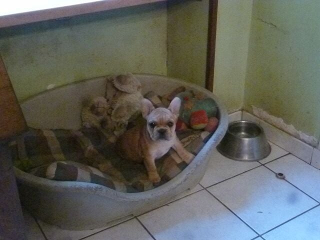 Publication : des brumes d'aurore Auteur : Laurence HUIBAN Oriane a 2 mois