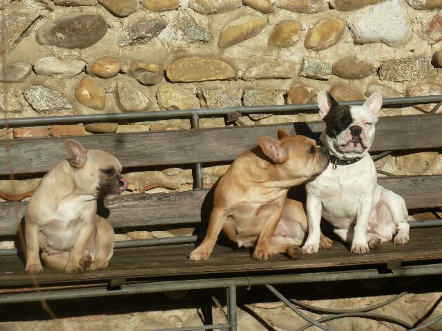 Publication : des brumes d'aurore Auteur : Laurence HUIBAN