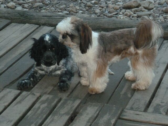 Publication : des brumes d'aurore Auteur : Laurence HUIBAN