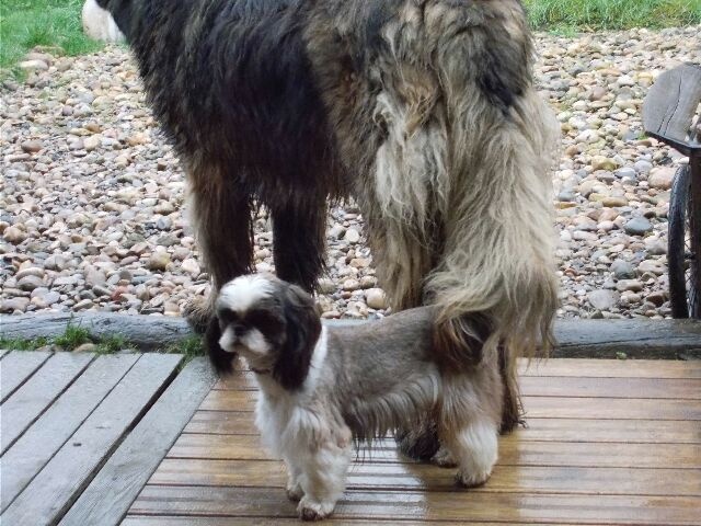 Publication : des brumes d'aurore Auteur : Laurence HUIBAN