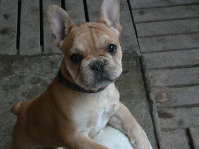 Publication : des brumes d'aurore Auteur : Laurence HUIBAN Oriane a 2 mois