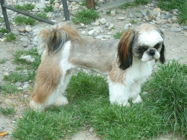 Publication : des brumes d'aurore Auteur : Laurence HUIBAN