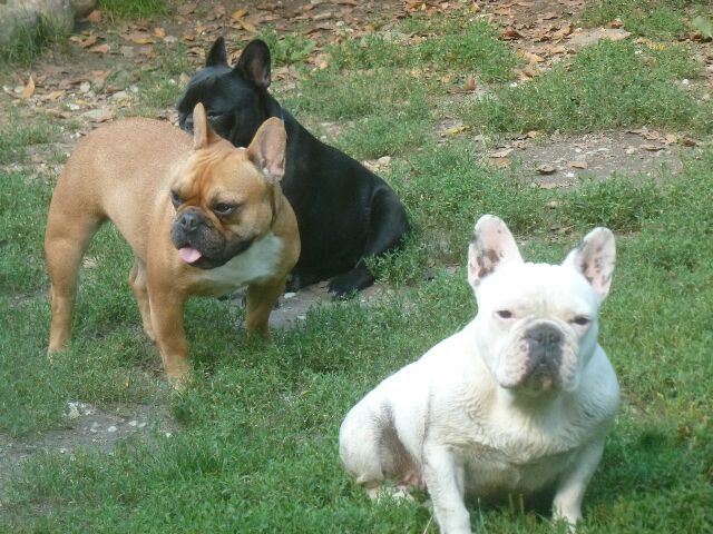 Publication : des brumes d'aurore Auteur : Laurence Huiban