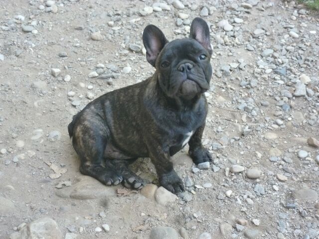 Publication : des brumes d'aurore Auteur : Laurence HUIBAN