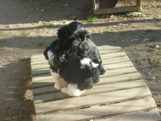 S' TESS des brumes d'aurore