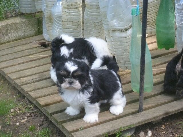 SHELBY des brumes d'aurore