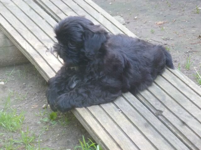 SALOME des brumes d'aurore