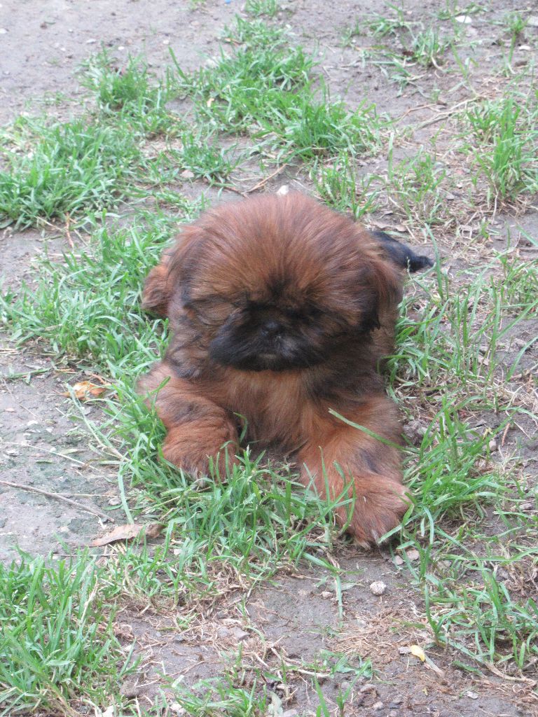 UGOLINE des brumes d'aurore