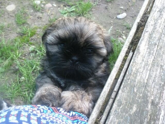 SNOOPY des brumes d'aurore