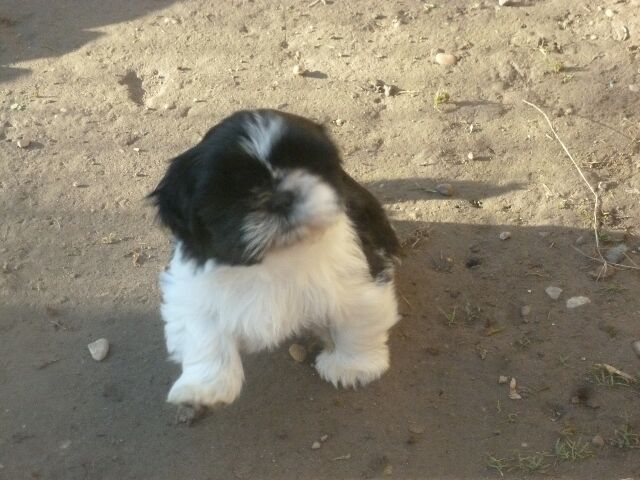 SKYLA des brumes d'aurore