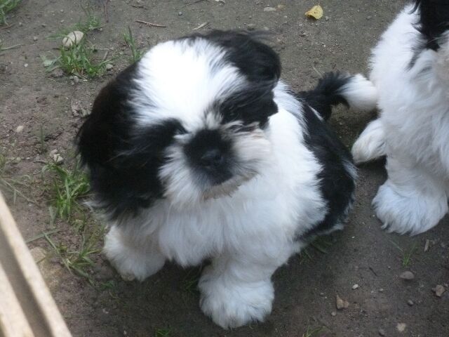 STELLA des brumes d'aurore