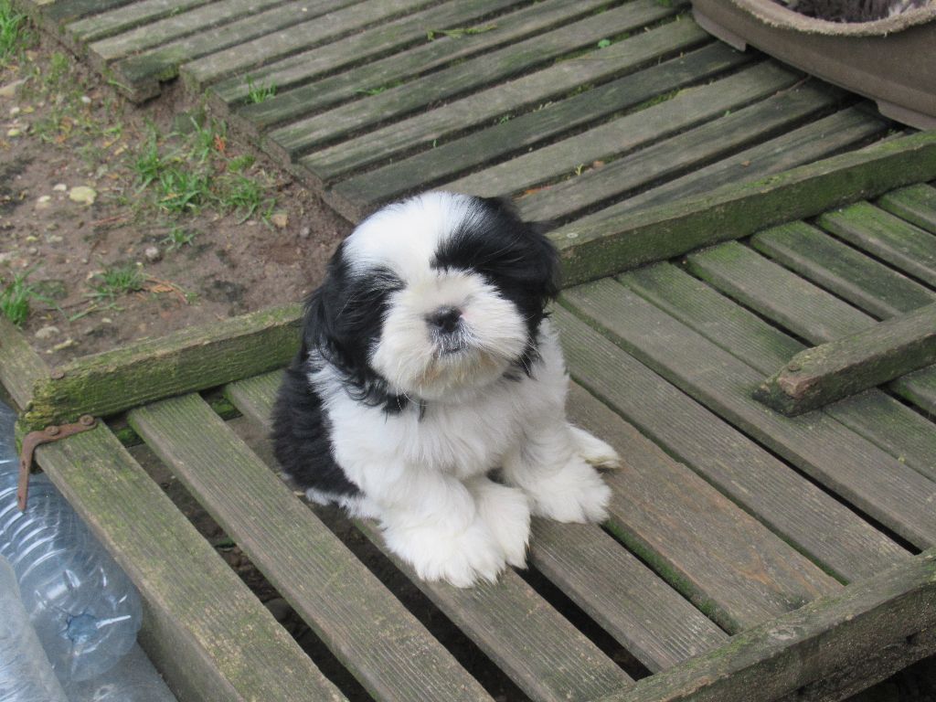 UXEL dite TAÏKO des brumes d'aurore