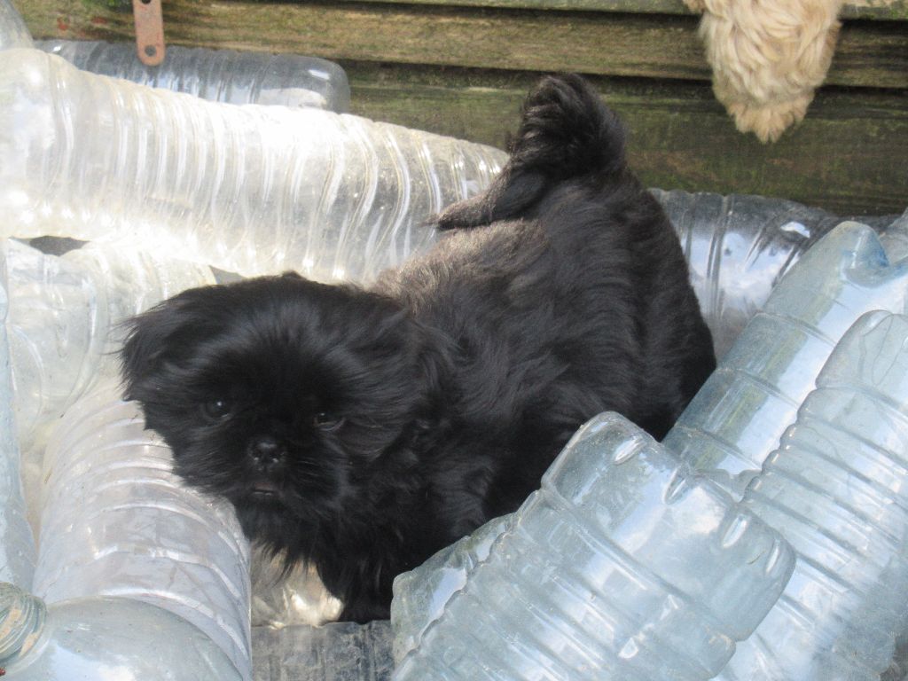 USLANE des brumes d'aurore