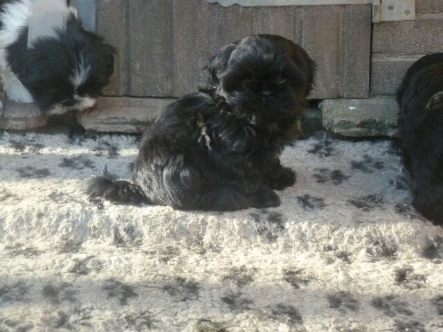 SIMBA des brumes d'aurore