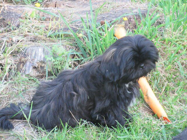 USTON des brumes d'aurore