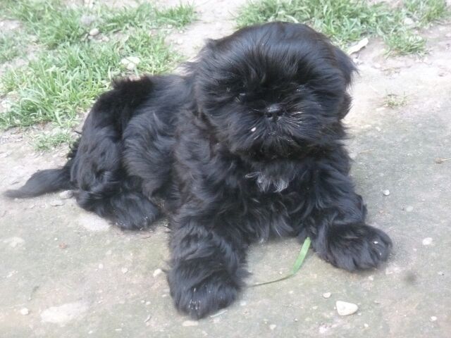 TCHOUP des Brumes d'Aurore