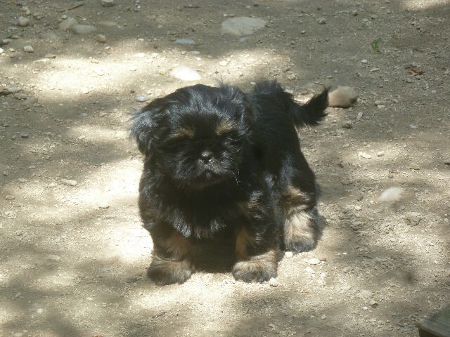 SALAMBO des brumes d'aurore